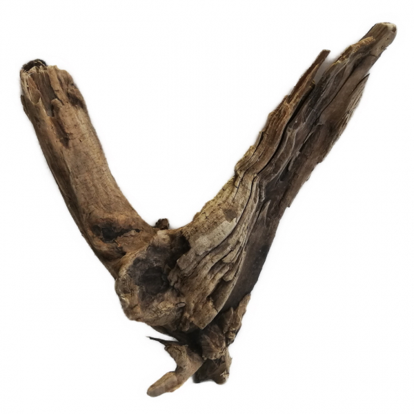Wurzel in V-Form